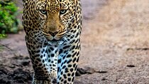  Nairobi National park sun rise game drive with pickup & drop-off