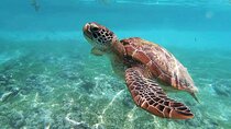 Turtle Akumal Adventure! + Tulum Ruins From Cancun & Playa Del Carmen