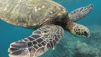 Tulum Ruins & Turtles Swim! Round Transportation From Cancun & Riviera Maya