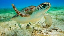 Turtle Swim & Tulum Ruins! Round Transportation from Playa del Carmen