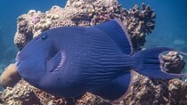 Aqaba Glass-Boat Tour – Coral Reef & Sunken Treasures Experience