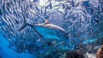 (3 Days) PADI Open Water Diver Course Kota Kinabalu