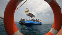 SEA SAFARI, Dolphins, Whales, snorkeling, snack, drink, 2 h private speedboat