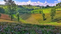 Purple Tea Farm Tea Visit