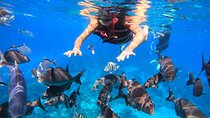 Clear Boat Ride at Cozumel! Round Transportation from Cancun & Playa Del Carmen
