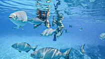 Cozumel Adventure! 2 hours Snorkel + Round Transportation from Cancun