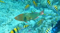 Isla Mujeres Basic Tour in Catamaran with Snorkel and Open Bar