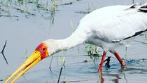 2 Nights 2days(camping in chobe national park)