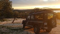 Olive Picking on a Magical Island Brac with Local Professionals