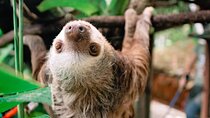 KSTR Re-Wilding Center Manuel Antonio (Sloth/Primate Park) 