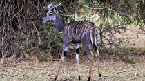 7-Day Amboseli Park, Lake Nakuru, Maasai Mara Park
