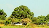 Sinharaja Rainforest & Udawalawe Safari - 2 Days, All Inclusive