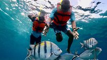 Nature Adventure! Cozumel Clear Boat From Cancun