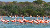 Sanctuary of Flamingos Day Tour 