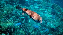 Sea Scope Semi Submarine - Marsa Alam