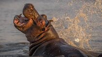 2-Day Isimangaliso Wetlands Park & Hluhluwe Imfolozi from Durban