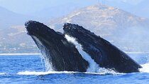 Los Cabos Whale Watching (Transportation and Pictures Included)