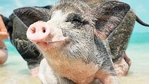 kohsamui.tours - Pig Island Snorkeling Eco Tour by Speed Boat