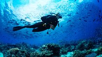 Fun Dives For Certified Divers