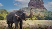 Private day Tour Sigiriya & Dambulla Cave Temple with Entrance Fee & Lunch