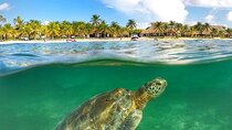 Turtles & Tulum Ruins! Round Transportation from Tulum City 