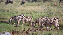 Mountain Kilimanjaro Trekking 7 Days Lemosho Route