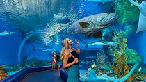 Cairns Aquarium and small group City Sightseeing Tour