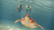 Snorkeling with Turtles and Cenote Tour from Riviera Maya