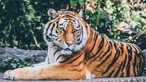From Delhi: Ranthambore Wildlife Safari Tour with Optional Hotel