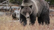 Half-Day Private Breathtaking Tour in Grand Teton National Park 