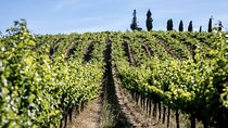From Lisbon: Palmela-Setúbal Wine Tasting Tour (40kms of Lisbon)