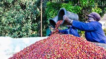 Fairview Estate Coffee Farm Tour with Pick up