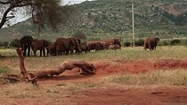 6 Days Kenya Masai Mara,Lake Nakuru & Amboseli Wildlife Safari