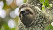 Manuel Antonio with Mauro / Tickets not Included! 