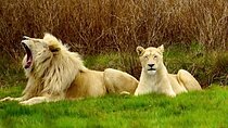 Cradle of Humankind, Caves or Maropeng, Rhino and Lion Park
