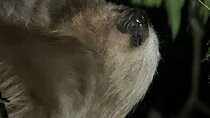 Night Walk Tour Monteverde