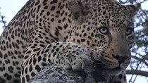Serengeti Under Canvas - 9 days