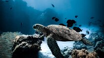 Night-Time Snorkel at TurtleTown with Stars, Lights, and Photos