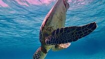 Snorkeling with Turtles Visit Mayan Ruins in Tulum from Cancun