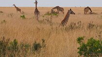 6 Days: L. Nakuru, L Elementaita Park, Maasai Mara National Reserve