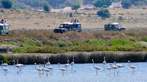 Half-Day Nature Safari in the Algarve