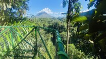 Three hours walking tour around the deep Tropical Rain Forest