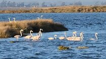 From Aveiro: Costa Nova, Barra, Vista Alegre - Half-Day Trip