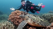 Diving And Snorkeling To Ras Mohamed And White Island By VIP Boat