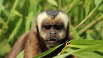 6 Days Tour in Manu National Park / Cusco - Puerto Maldonado