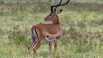 10-Day Samburu National Resreve, L Naivasha, Maasai Mara, Amboseli, L Nakuru