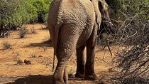 6-Day Maasai Mara Reserve, Lake Naivasha, Amboseli National Park
