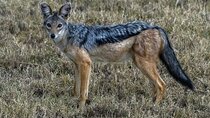 6 Days: Samburu Park, Lake Nakuru Park, Maasai Mara N Reserve