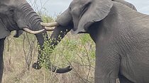 3 Days Johannesburg - Kruger Safari- Blyde River Canyon