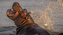 Isimangaliso Wetlands Park & Hluhluwe Imfolozi Game R 2 Day Tour From Durban